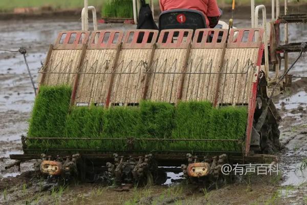 根据百度SEO规范，文章标题应该简洁明了，同时包含关键词，并具有一定的吸引力。为了优化“机插秧的株行距”这一标题，可以进行如下修改：

1. **增加关键词：** 在标题中加入更多相关的关键词，可以帮助提升搜索引擎的排名。
2. **明确目的：** 使标题更加明确，以便用户一目了然知道文章内容。

以下是几个优化后的标题示例：

1. **“机插秧的最佳株行距设置指南”**
2. **“如何确定机插秧的株行距：实用技巧与建议”**
3. **“优化机插秧效果的株行距调整方法”**
4. **“机插秧株行距影响因素及调整技巧”**
5. **“提高机插秧效率的株行距设置方案”**

这些标题不仅包含了主要的关键词（如“机插秧”和“株行距”），还明确了文章的核心内容，帮助吸引目标读者点击并阅读。