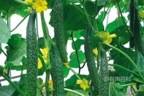 种植黄瓜要用什么拌料？ 如何增加产量？