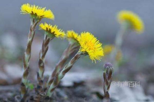 种植款冬花的技巧，生长期适宜施肥规范