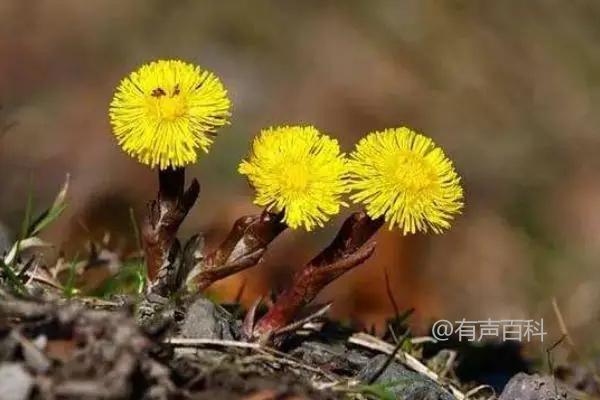 种植款冬花的技巧，生长期适宜施肥规范