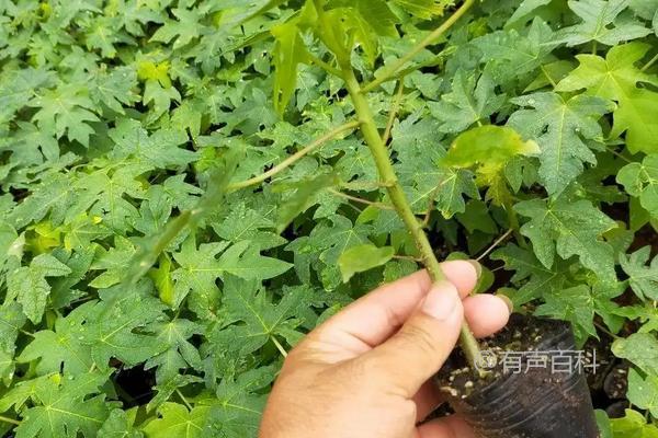 木瓜苗售价及高产种植技巧