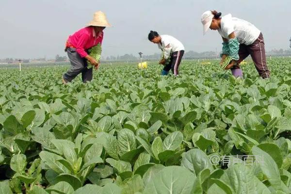 氮肥和钾肥对果树生长的影响及膨果期必要营养元素