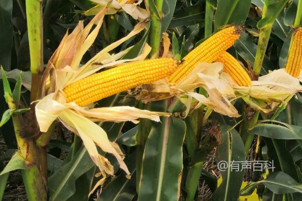 沃玉111玉米品种介绍 - 特点、适应地区和种植技术