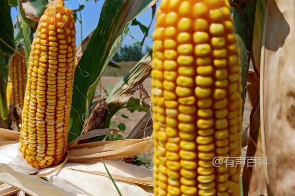 沃玉111玉米品种介绍 - 特点、适应地区和种植技术