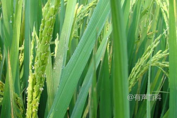 金粒719小麦品种介绍及每亩适宜基本苗量推荐