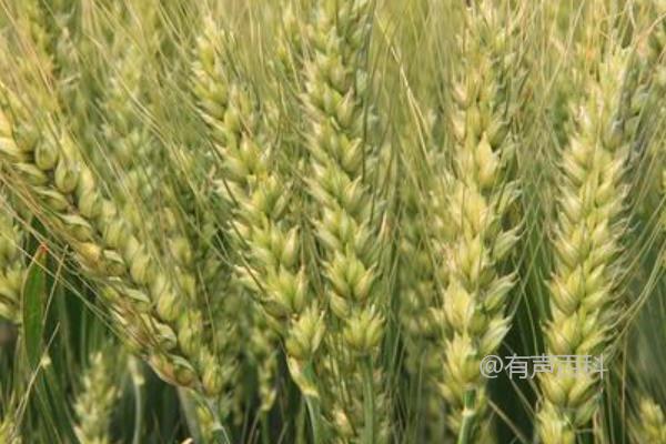 金粒719小麦品种介绍及每亩适宜基本苗量推荐