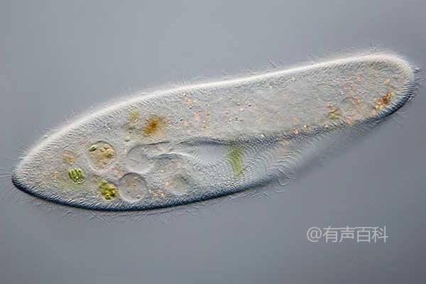 草履虫的繁殖方式及形态特征