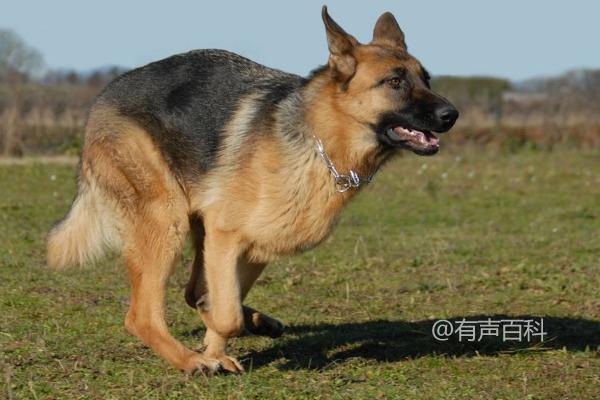 德国牧羊犬的饮食宜忌