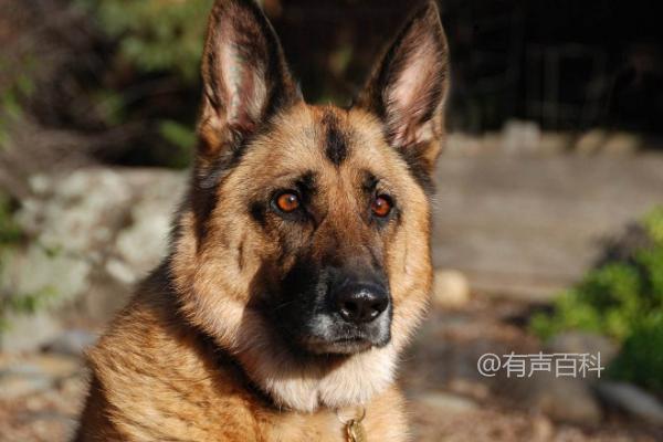 德国牧羊犬的饮食宜忌