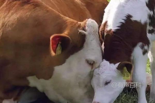 母牛怀孕七个月乳房变化及膨胀情况详解