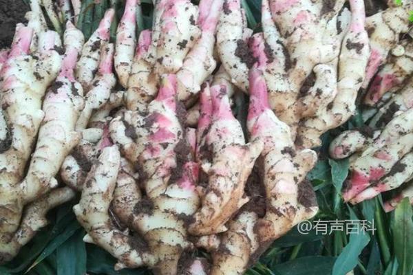 冬天可种植生姜吗？生姜不耐寒，不适合冬季种植