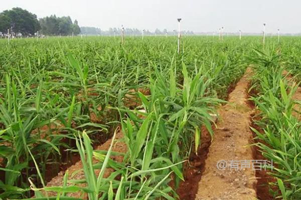 冬天可种植生姜吗？生姜不耐寒，不适合冬季种植