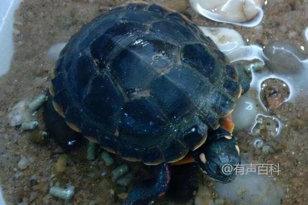 养乌龟应该喂什么食物？适宜饲喂龟粮、水果和蔬菜