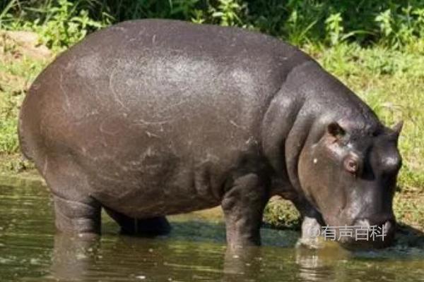 河马是半水生动物，既生活在陆地上又生活在水中