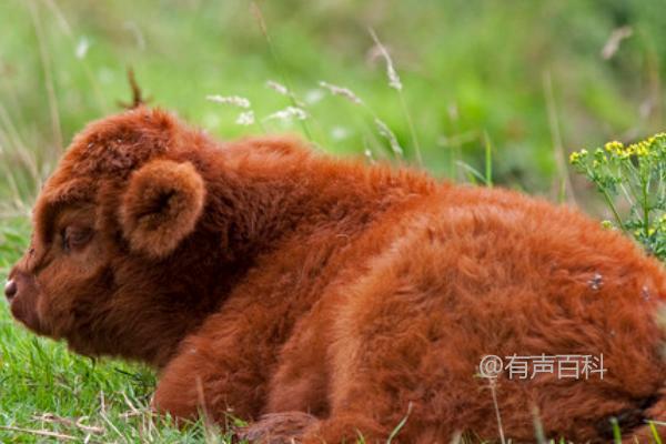 不同品种小牛的体重差异有多大？