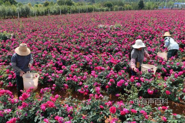 4个致富项目种植，营养健康且市场需求大