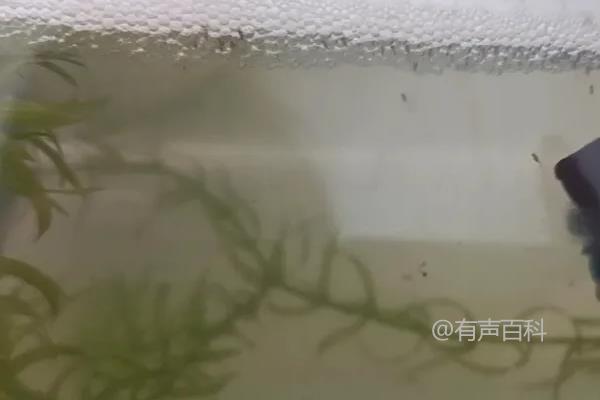 根据百度SEO规范修改后的标题：
斗鱼苗一般能活多少条