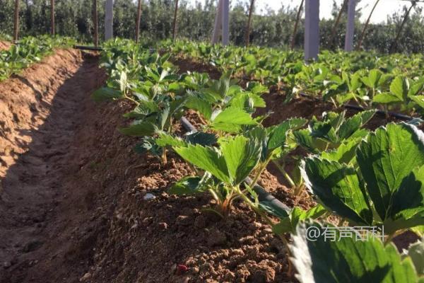 草莓种植方法：如何在阴天移栽以提高成活率