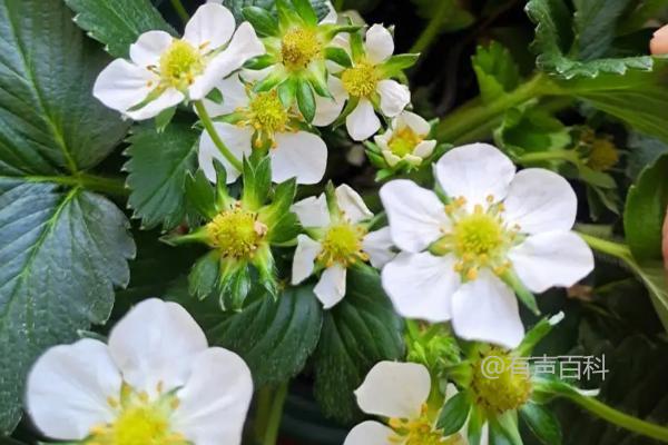 草莓种植方法：如何在阴天移栽以提高成活率