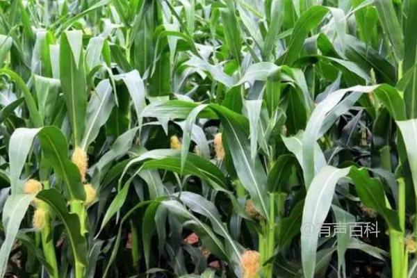 新科1903玉米品种介绍及适宜种植密度4500株/亩