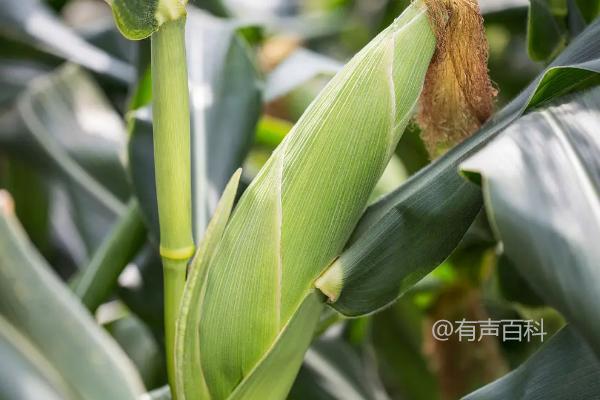 DF815玉米种植技巧及病虫害防治措施