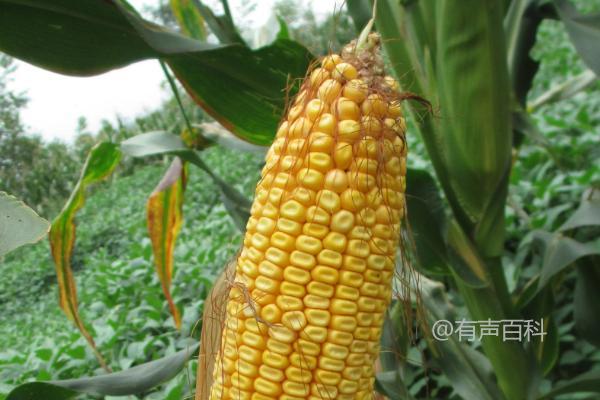 DF815玉米种植技巧及病虫害防治措施