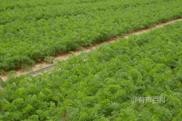 东北地区什么时候种植胡萝卜?适宜的种植期为每年的6-7月份