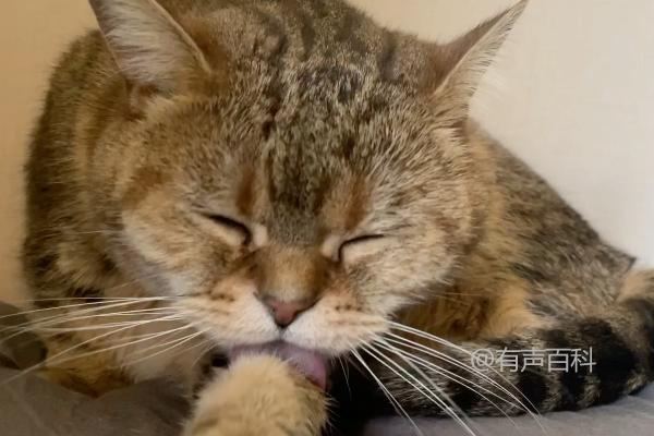 为什么猫喜欢钻进被窝？天冷时猫咪爱钻被窝的原因