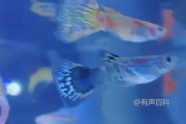 孔雀鱼在鱼缸底不动的可能原因及水温过低对其食欲和活动的影响