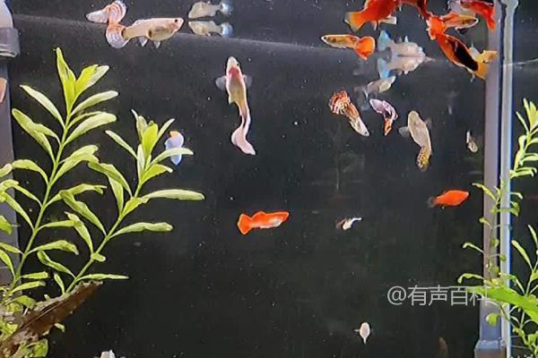 孔雀鱼在鱼缸底不动的可能原因及水温过低对其食欲和活动的影响