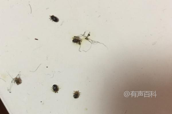 被犬虱叮咬后怎么办？正确处理方式及药物治疗不能忽视