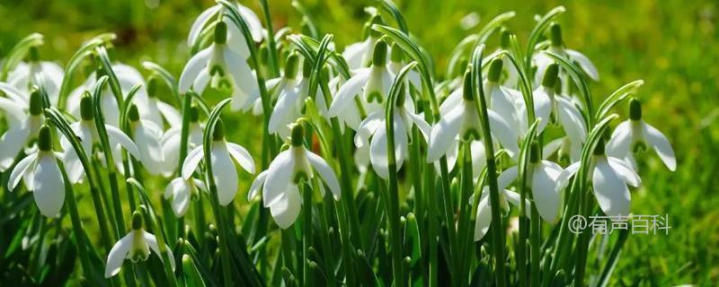 雪花莲的品种有哪些，包括雪花莲、纤细雪花莲