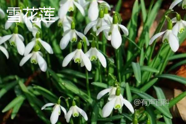 雪花莲的品种有哪些，包括雪花莲、纤细雪花莲、大雪花莲这3种