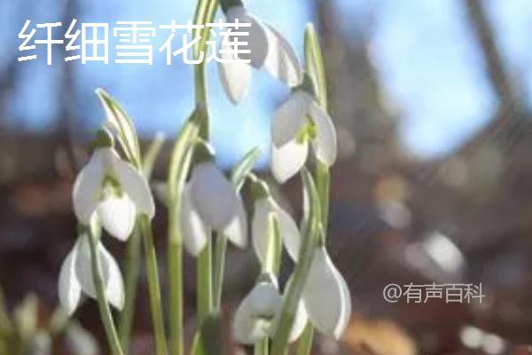 雪花莲的品种有哪些，包括雪花莲、纤细雪花莲、大雪花莲这3种