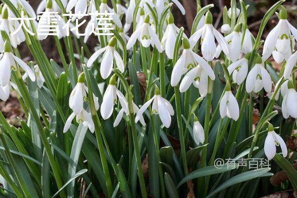 雪花莲的品种有哪些，包括雪花莲、纤细雪花莲、大雪花莲这3种