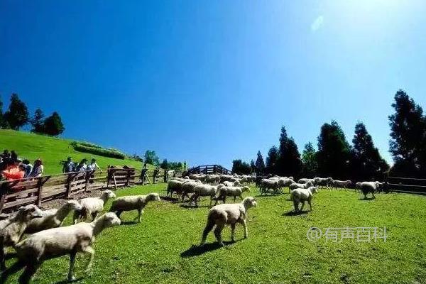 探索特色农业项目，高收益项目推荐