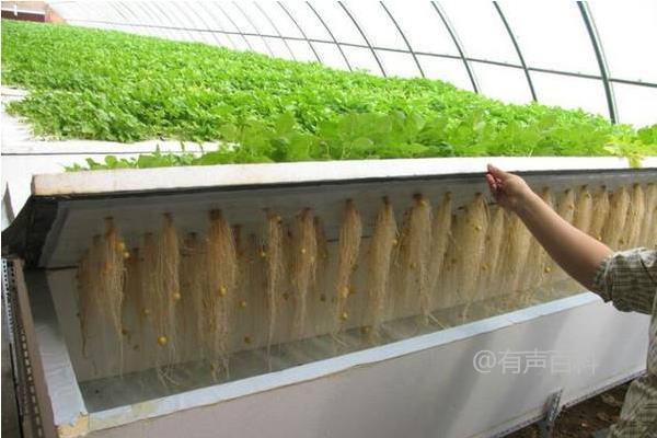 探讨新型农业种植方式及合适的养殖模式