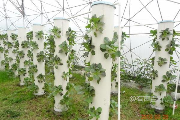 探讨新型农业种植方式及合适的养殖模式