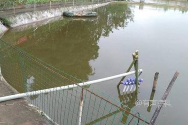 淡水鲈鱼养殖技术，不同生长阶段所需水质详解