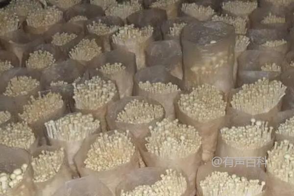 金针菇栽培副产品配方推荐：以杨树皮屑、棉籽壳为主料