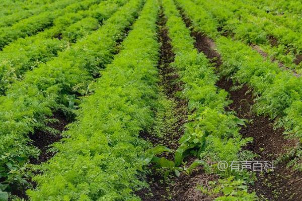 胡萝卜的种植技巧：种子采收后应立即搓毛晒干