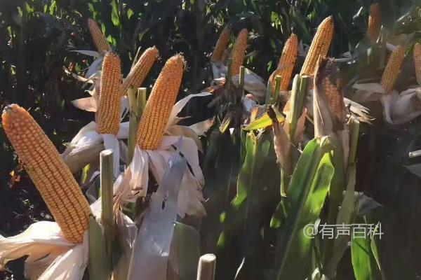 德农958玉米种特性和种植技巧