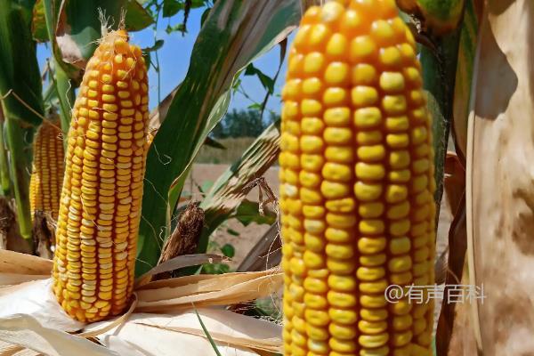 德农958玉米种特性和种植技巧