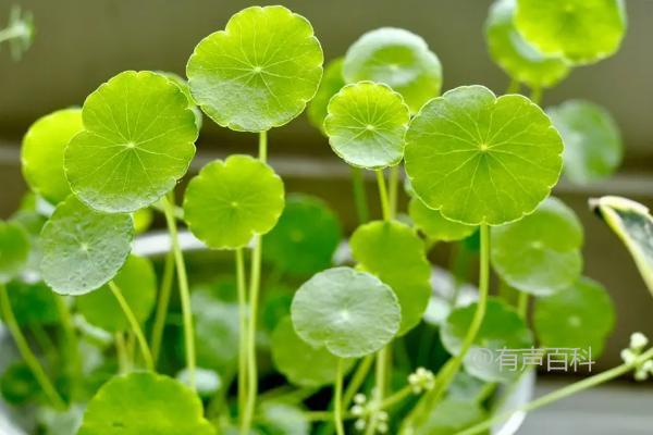 水栽铜钱草需要土吗？