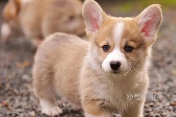 狗狗吐黄水原因及饥饿长时间导致的影响