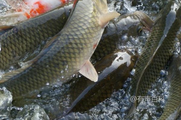 适合钓鱼的麝香酒：鲤鱼、鲫鱼、草鱼等淡水鱼种