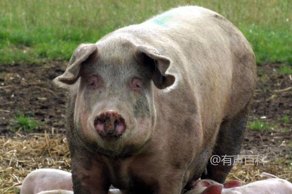 初产母猪助产技巧，确保生产环境舒适为首要任务