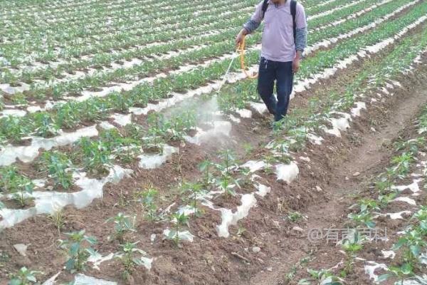 种植根菜类蔬菜如何有效防治杂草？移栽前使用二甲戊灵水溶液喷洒