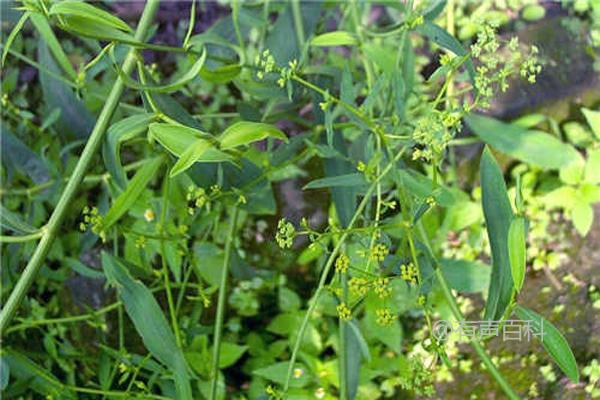 北方柴胡种植时间及春季最佳播种时间