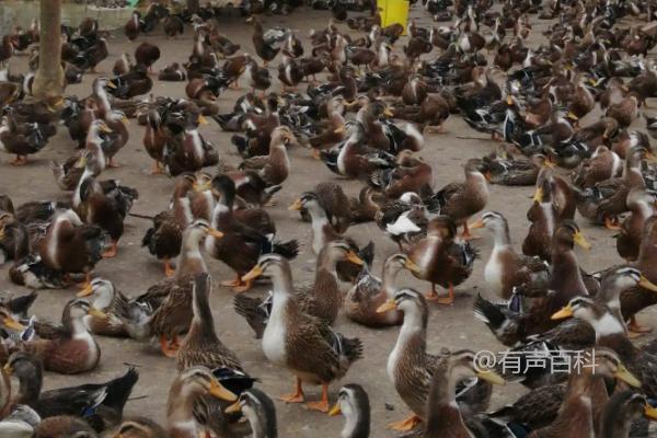 鸭子需要养多长时间才能进行宰杀和食用？